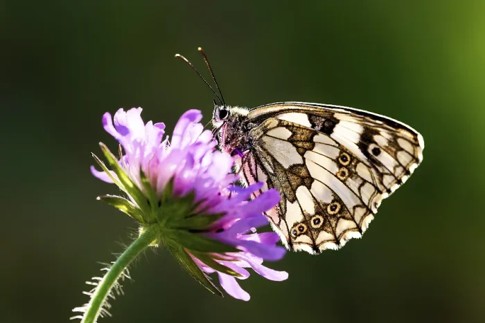 Framed Print : A butterfly with detailed wings resting on a purple flower