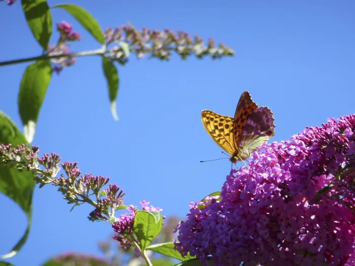 Framed Print : Butterfly : Emperor cloak on butterfly bush