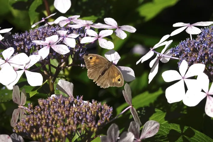 Framed Print : Butterfly Meadow Brown, summer, Germany