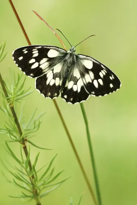 Framed Print : Butterfly (Melanargia galathea)