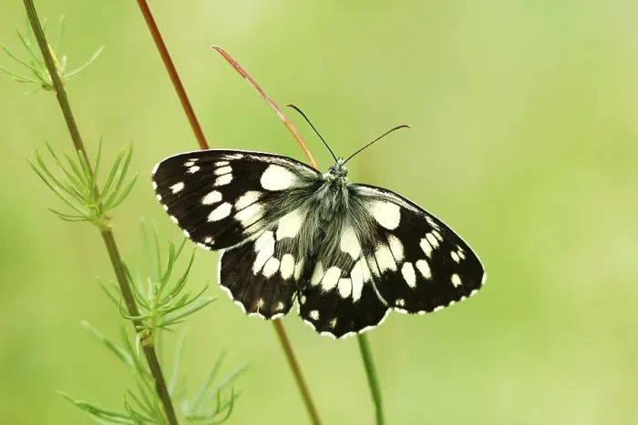 Framed Print : Butterfly (Melanargia galathea)