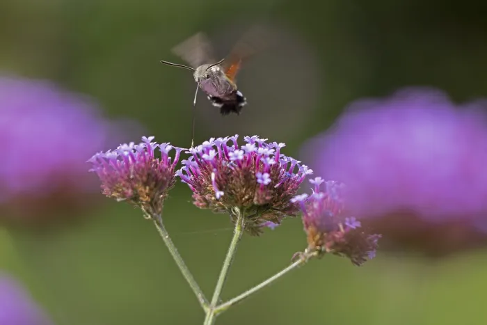 Framed Print : Butterfly, pigeon tail (Macroglossum stellatarum)