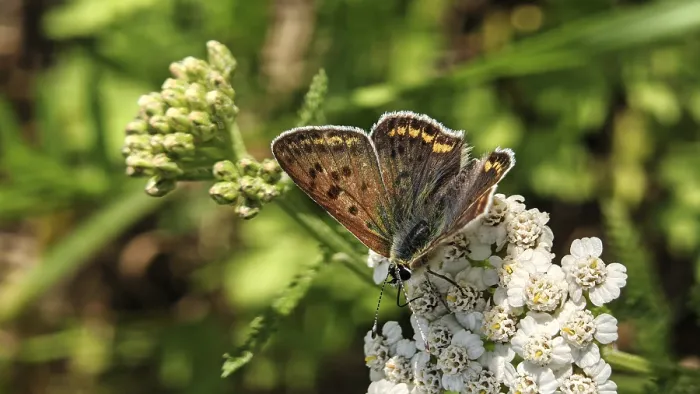 Framed Print : A butterfly, Sooty Copper (lycaena tityrus) Framed Print : A butterfly, Sooty Copper (lycaena tityrus)