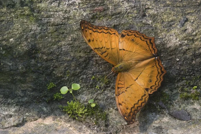 Framed Print : Butterfly on a stone taking water from plants Framed Print : Butterfly on a stone taking water from plants