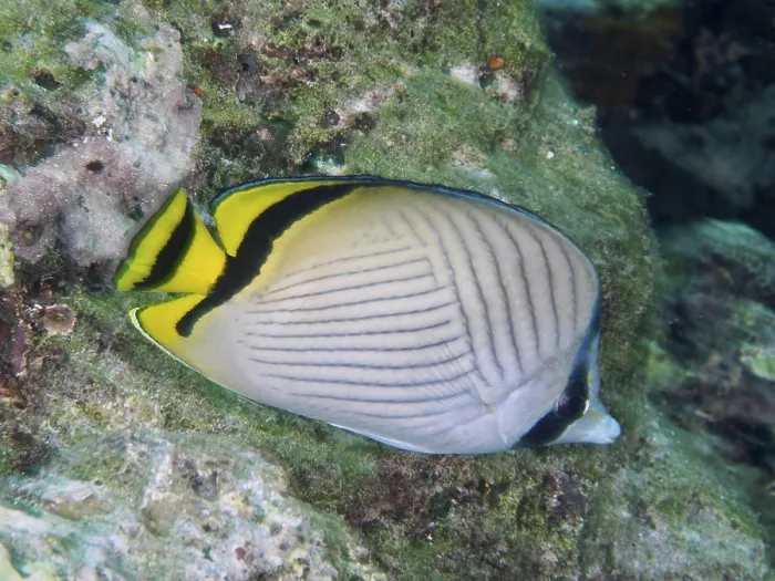 Framed Print : Butterflyfish with yellow accents