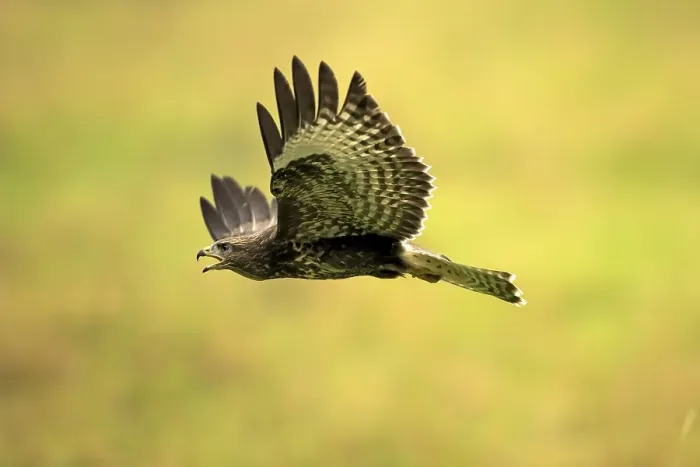 Framed Print : Buzzard (Buteo buteo), adult, in flight Framed Print : Buzzard (Buteo buteo), adult, in flight