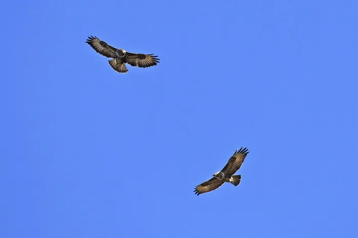 Framed Print : Buzzard, Buteo buteo, Common Buzzard Framed Print : Buzzard, Buteo buteo, Common Buzzard