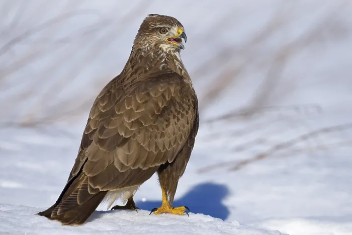 Framed Print : Buzzard (Buteo buteo), perched on snow-covered ground