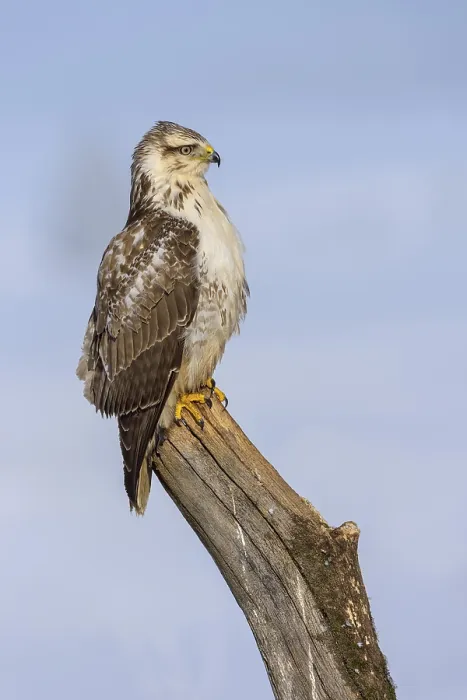 Framed Print : Buzzard (Buteo buteo), white morph Framed Print : Buzzard (Buteo buteo), white morph