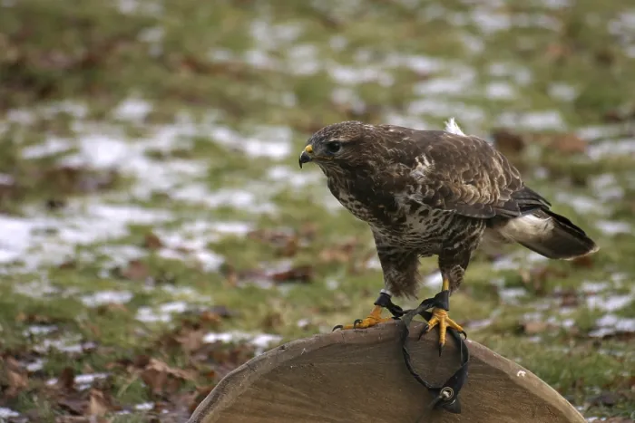 Framed Print : Buzzard in a falconry