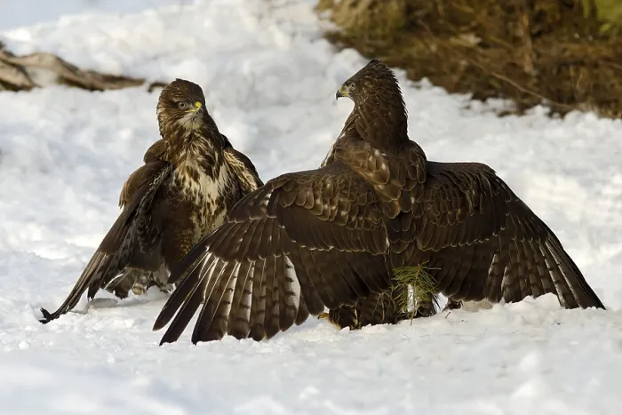 Framed Print : Two buzzards (Buteo buteo), fighting Framed Print : Two buzzards (Buteo buteo), fighting