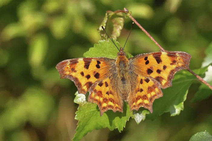 Framed Print : C-moth (Polygonia c-album), with open wings on a birch leaf (Betula)