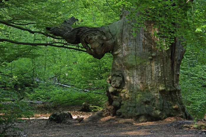 Framed Print : Ca. 800 year old beech (Fagus)