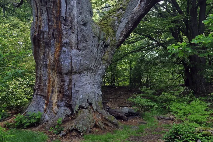 Framed Print : Ca. 800 year old beech (Fagus)