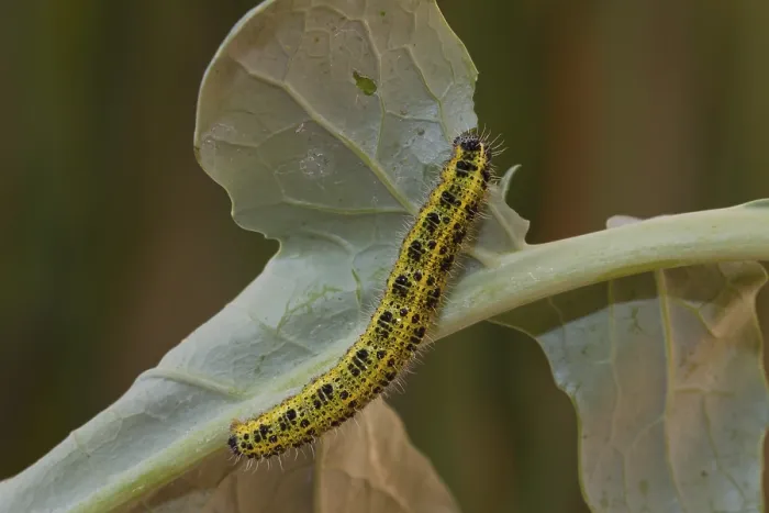 Framed Print : Cabbage butterfly, caterpillar