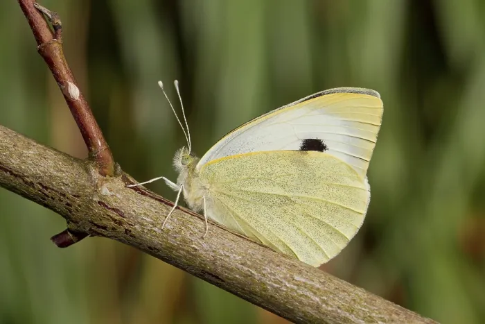 Framed Print : Cabbage butterfly, Pieris brassicae
