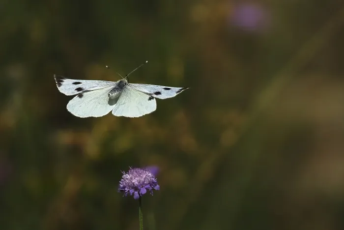 Framed Print : Cabbage butterfly (Pieris brassicae)