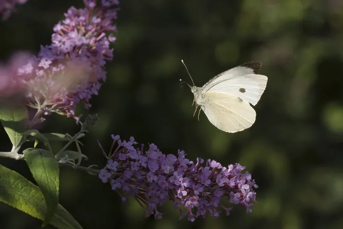 Framed Print : Cabbage butterfly (Pieris brassicae) Framed Print : Cabbage butterfly (Pieris brassicae)