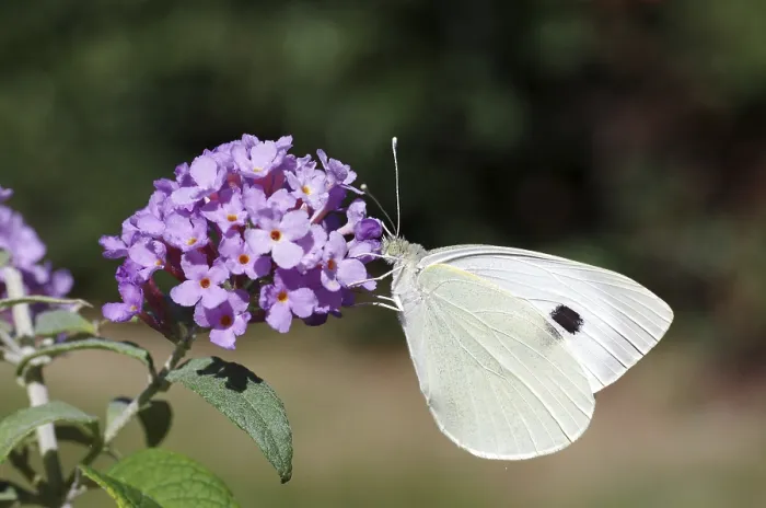 Framed Print : Cabbage butterfly (Pieris brassicae) Framed Print : Cabbage butterfly (Pieris brassicae)