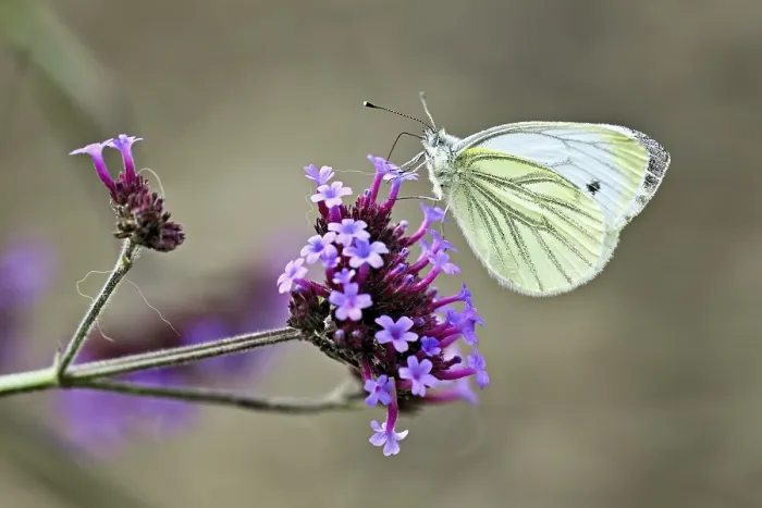 Framed Print : Cabbage butterfly (Pieris brassicae)