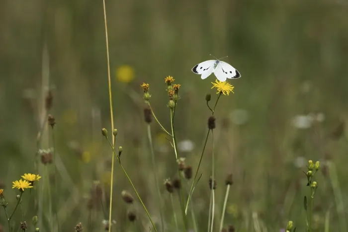 Framed Print : Cabbage butterfly (Pieris brassicae) approaching flower of rough hawksbeard (Crepis biennis)