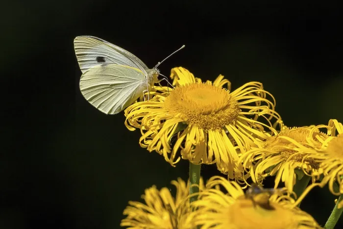 Framed Print : Cabbage butterfly (Pieris brassicae) on large teleost (Telekia speciosa)