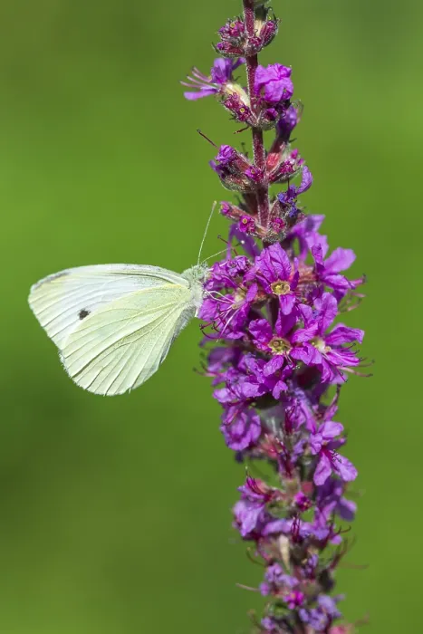 Framed Print : Cabbage butterfly (Pieris brassicae) on Purple loosestrife (Lythrum salicaria)