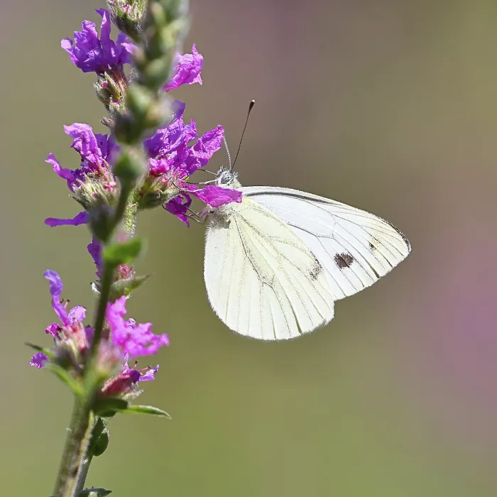 Framed Print : A Cabbage butterfly (Pieris brassicae) sucking nectar on the flower of the purple loosestrife (Lythrum salicaria) Framed Print : A Cabbage butterfly (Pieris brassicae) sucking nectar on the flower of the purple loosestrife (Lythrum salicaria)