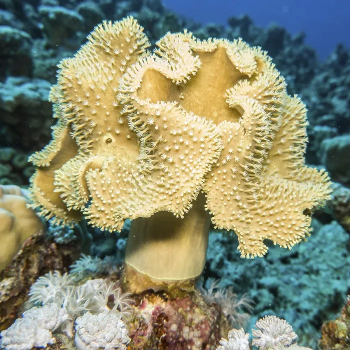 Framed Print : Cabbage coral (Sarcophyton sp.) with outstretched polyps Framed Print : Cabbage coral (Sarcophyton sp.) with outstretched polyps