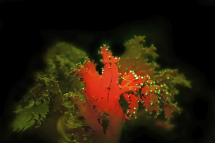 Framed Print : Cabbage coral (Sinularia sp.), fluorescence