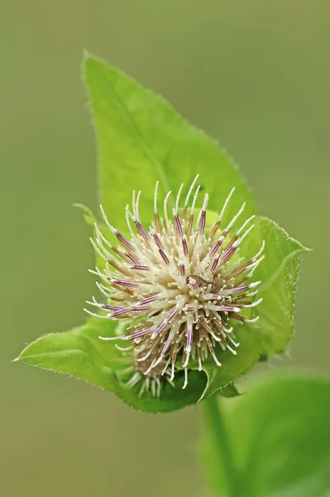 Framed Print : Cabbage Thistle (Cirsium oleraceum)