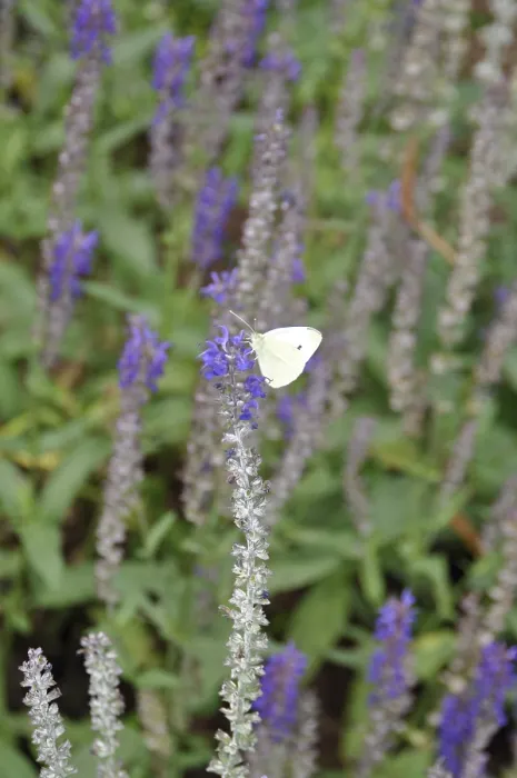 Framed Print : Cabbage white, pieris, butterfly Framed Print : Cabbage white, pieris, butterfly