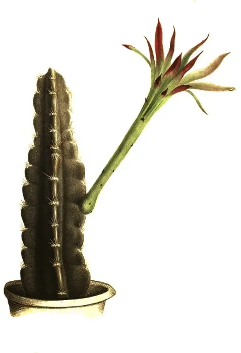 Framed Print : Cacti (Cereus) variabilis, Historical Framed Print : Cacti (Cereus) variabilis, Historical