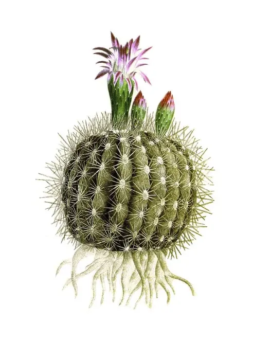 Framed Print : Cacti, Echinocactus acutissimus Framed Print : Cacti, Echinocactus acutissimus