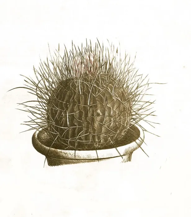 Framed Print : Cacti, Echinocactus airigens, Historical