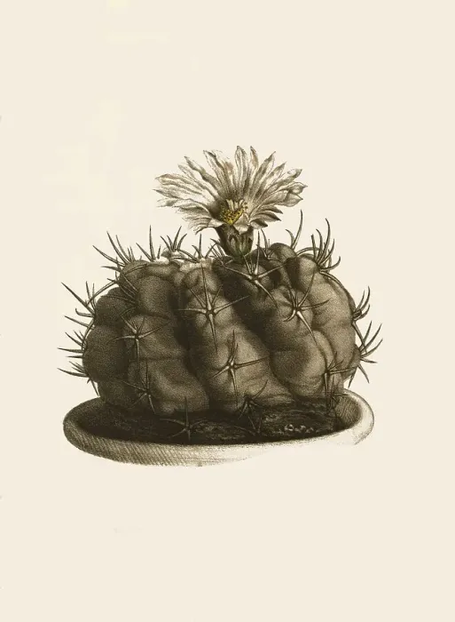Framed Print : Cacti, Echinocactus (cactaceae) fossulatus