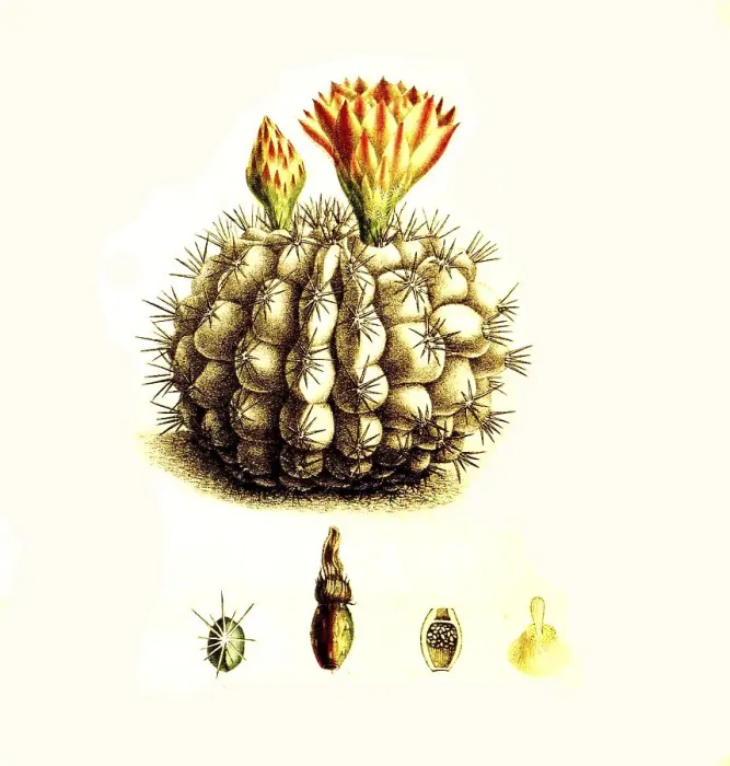 Framed Print : Cacti, Echinocactus centeterius Framed Print : Cacti, Echinocactus centeterius