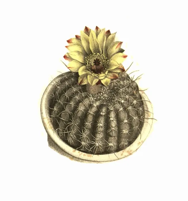 Framed Print : Cacti, Echinocactus concinnus lemaire