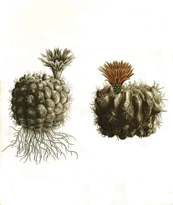 Framed Print : Cacti, Echinocactus hybocentrus