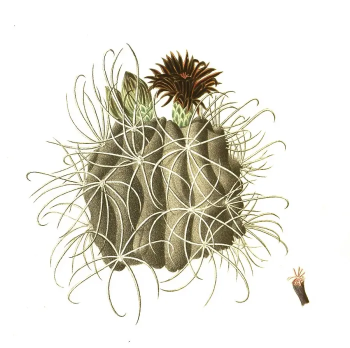Framed Print : Cacti (Echinocactus uncinatus)