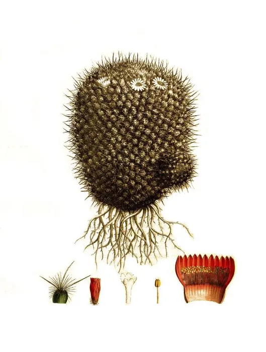 Framed Print : Cacti (Mammillaria) bicolor, Historical Framed Print : Cacti (Mammillaria) bicolor, Historical