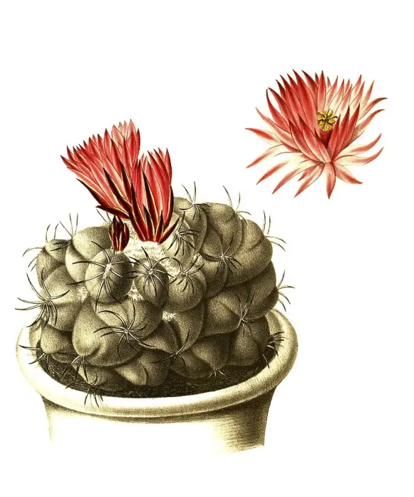 Framed Print : Cacti (Mammillaria) elephantidens