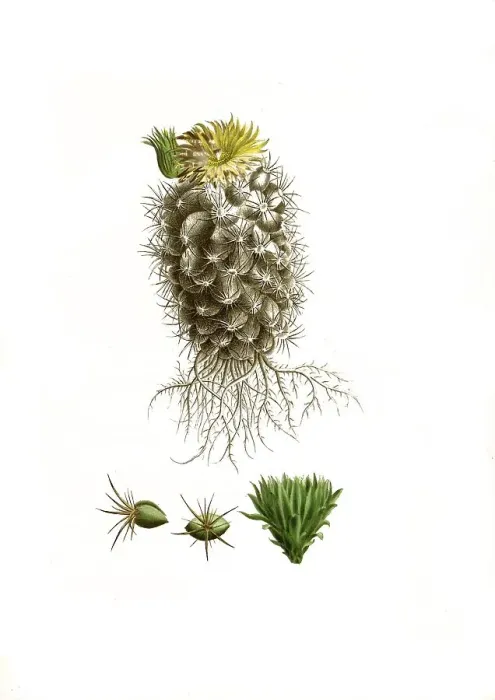 Framed Print : Cacti (Mammillaria) pycnacantha Framed Print : Cacti (Mammillaria) pycnacantha