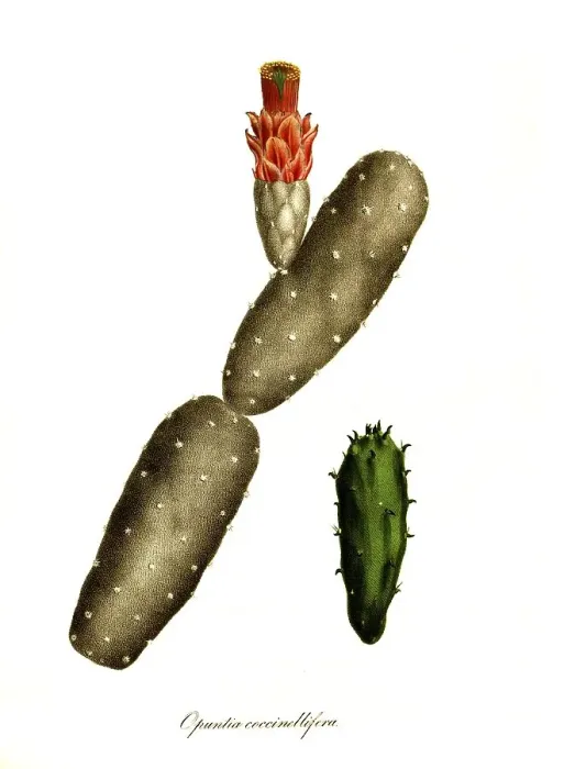 Framed Print : Cacti (Opuntia) cochenillifera