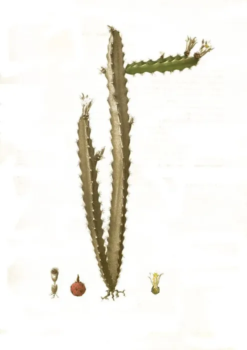 Framed Print : Cacti, Pfeiffera cereiformis, Syn Framed Print : Cacti, Pfeiffera cereiformis, Syn