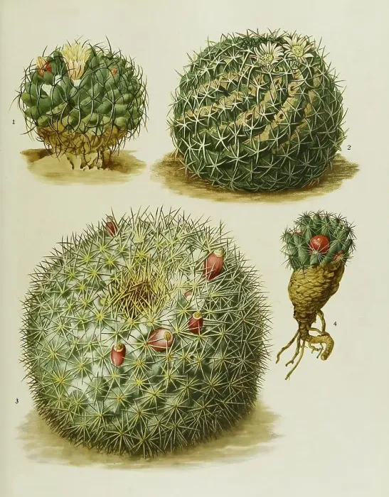 Framed Print : Cacti and succulents, 1. Neomammillaria magnimamma