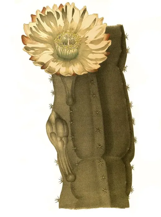 Framed Print : Cactus (Cereus) peruvianus, Rock cactus