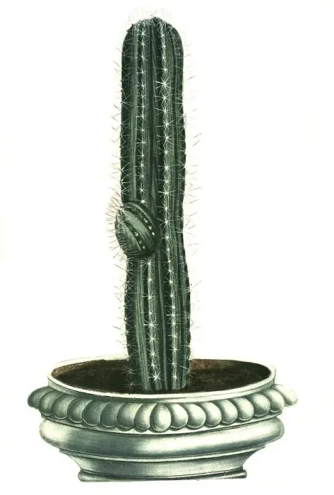 Framed Print : Cactus erectus, a genus of plant in the cactus family (Cereus) Framed Print : Cactus erectus, a genus of plant in the cactus family (Cereus)
