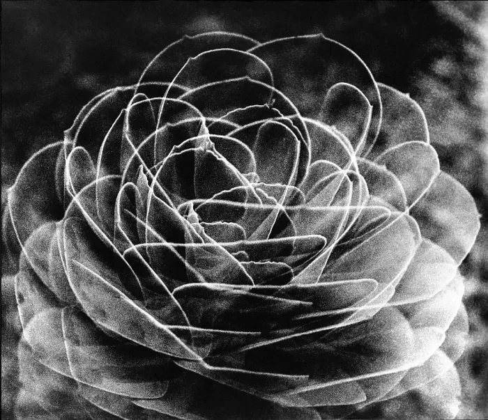 Framed Print : Cactus Flower, 1974