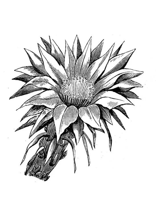 Framed Print : Cactus, flower of Echinopsis eyriesii Framed Print : Cactus, flower of Echinopsis eyriesii